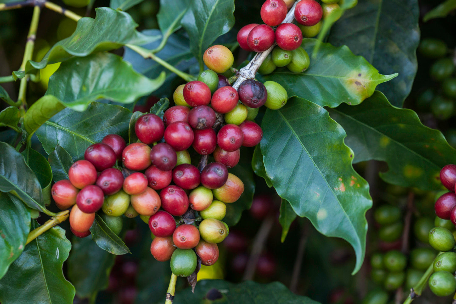Acht gute Gründe für Sirocco-Kaffee
