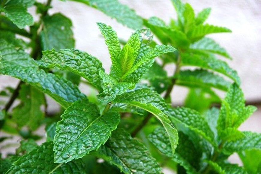 Moroccan Mint – die süsse Minze
